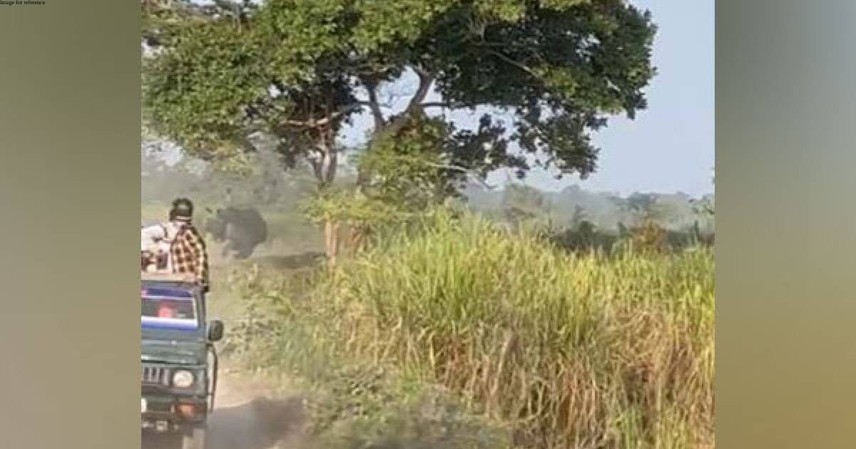 Rhino chases tourist vehicle in Kaziranga National Park; video goes viral